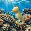 Stimulateur avec langue vibrante Seabook